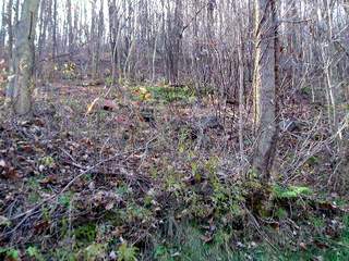 Old Polish Cemetery, view 1